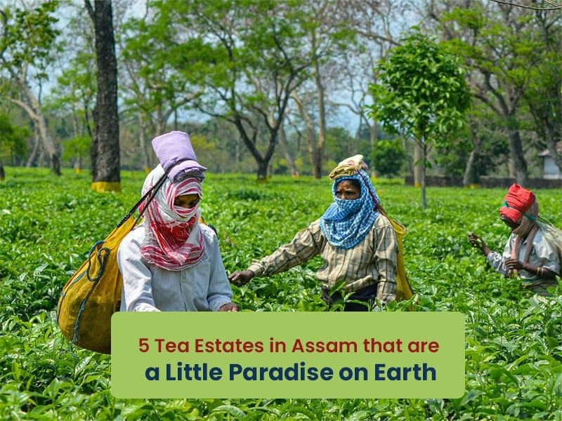 5 Tea Estates In Assam That Are a Little Paradise On Earth