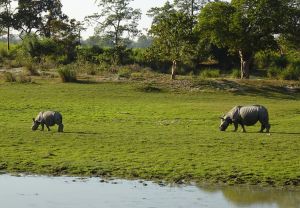 Amazing 5 Days Assam Nature Trip Package