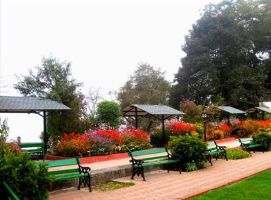 Shrubbery Nightingale Park